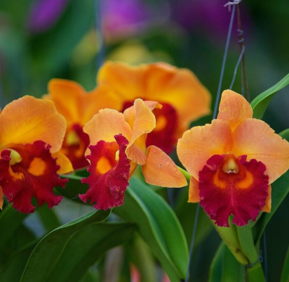 Salaya Orchid Co.,Ltd.
